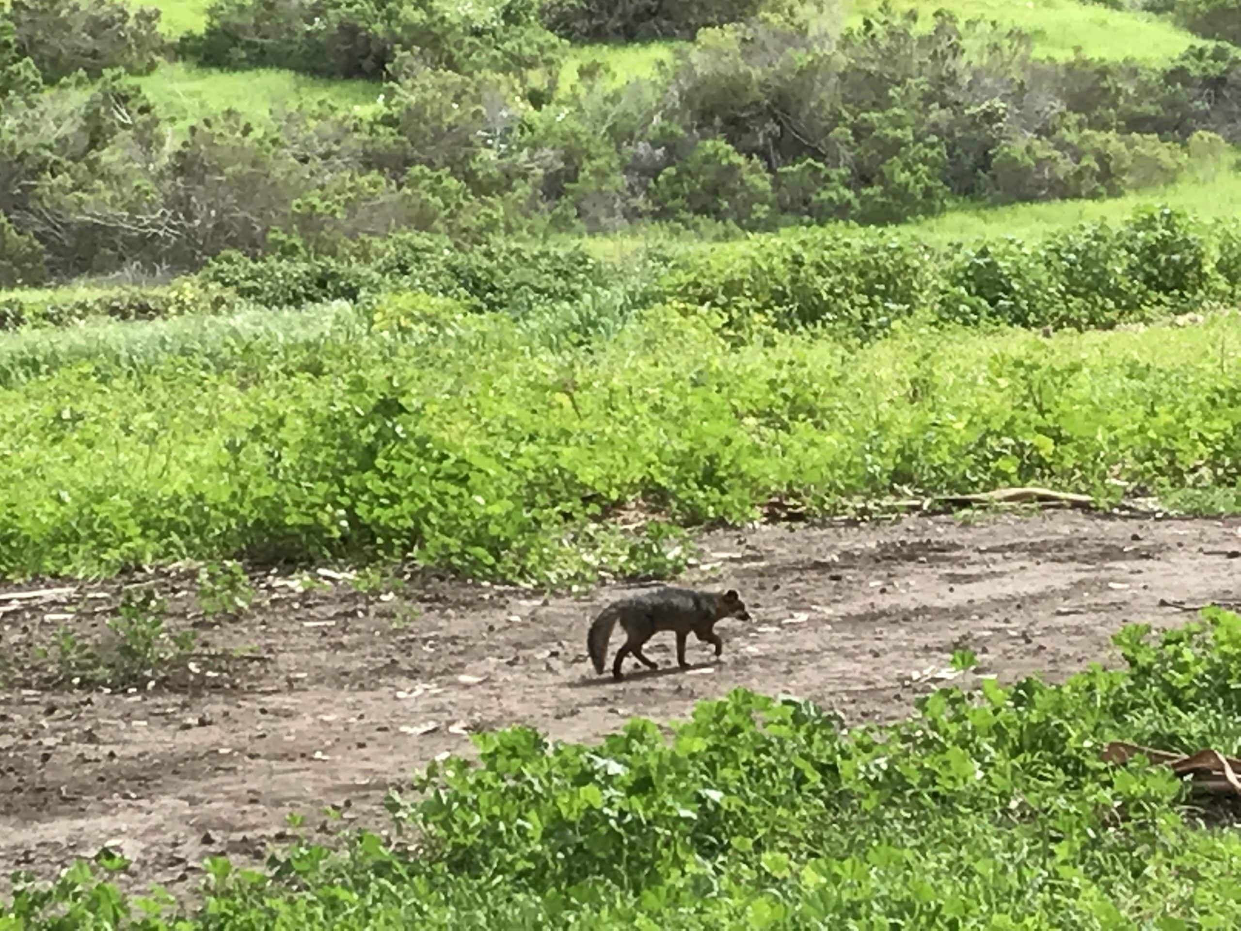 Island Fox In Channel Islands National Park