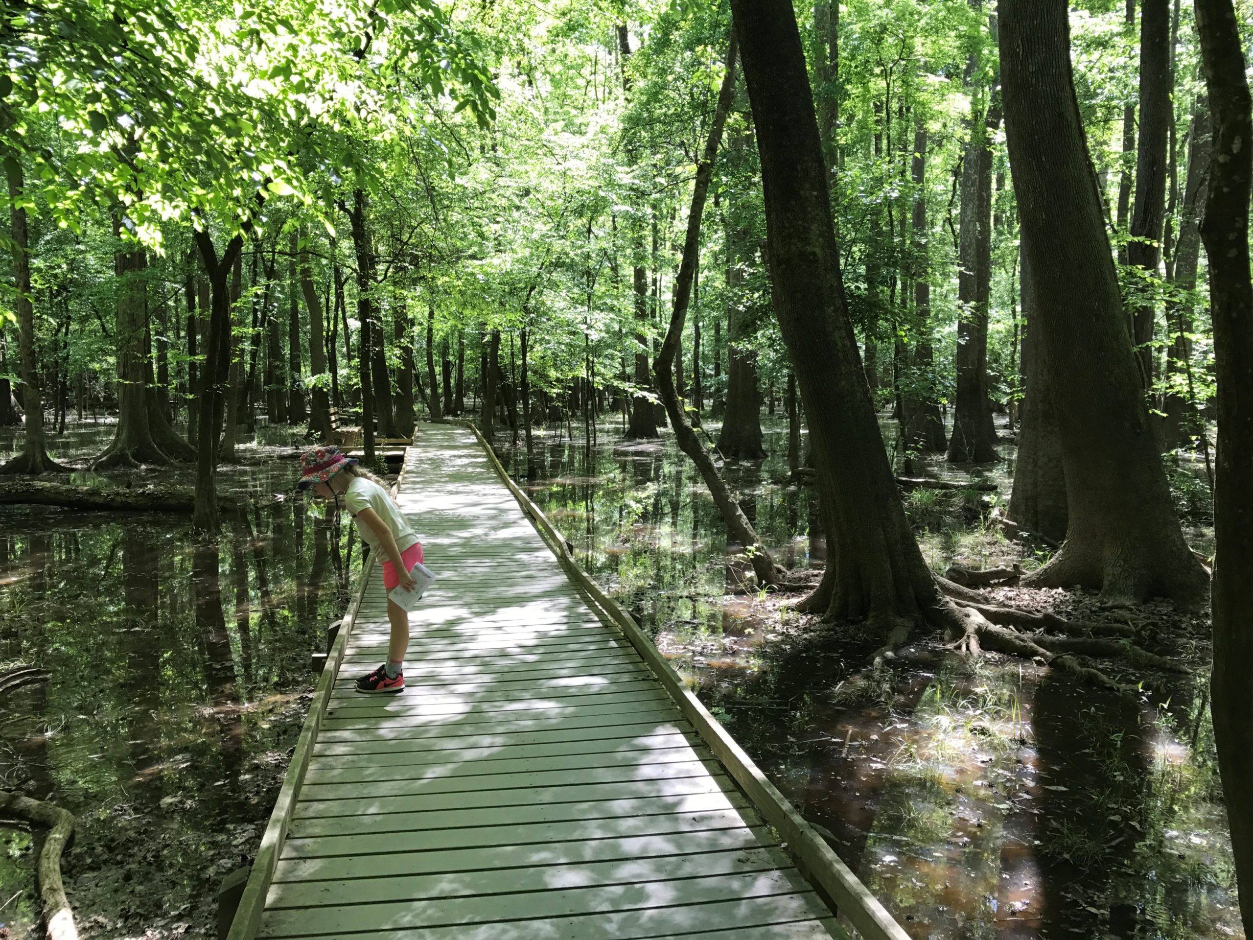 Child Peering Over The Boardwalk Trail In Congaree National Park