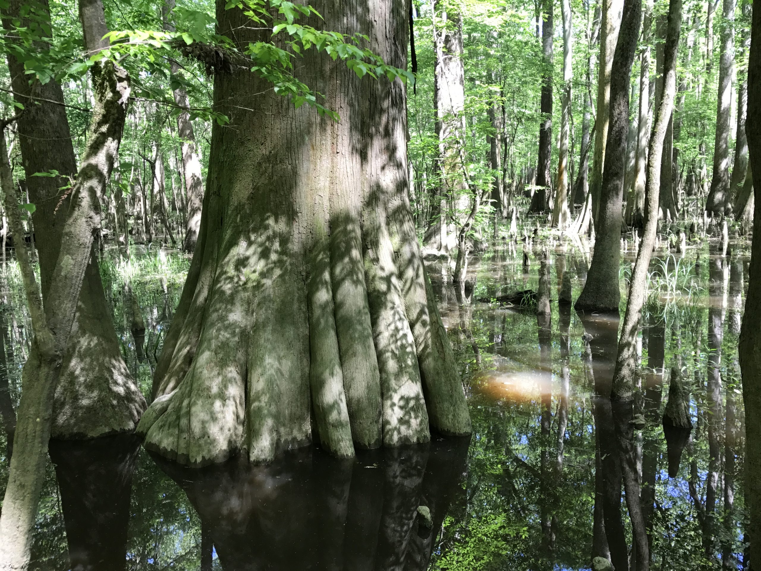 Cypress Tree In Congaree National Park