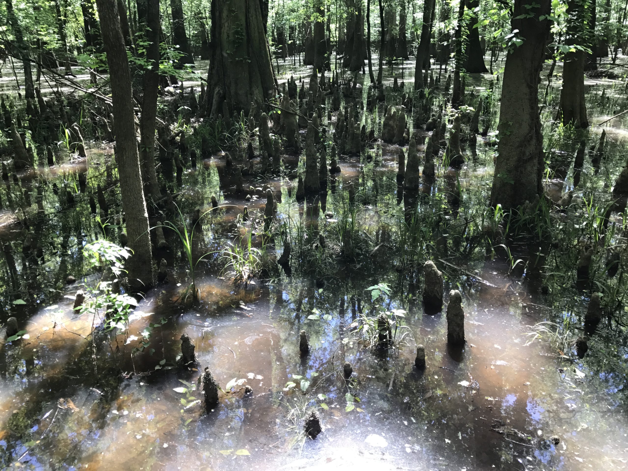 Cypress Tree Knees In Congaree National Park
