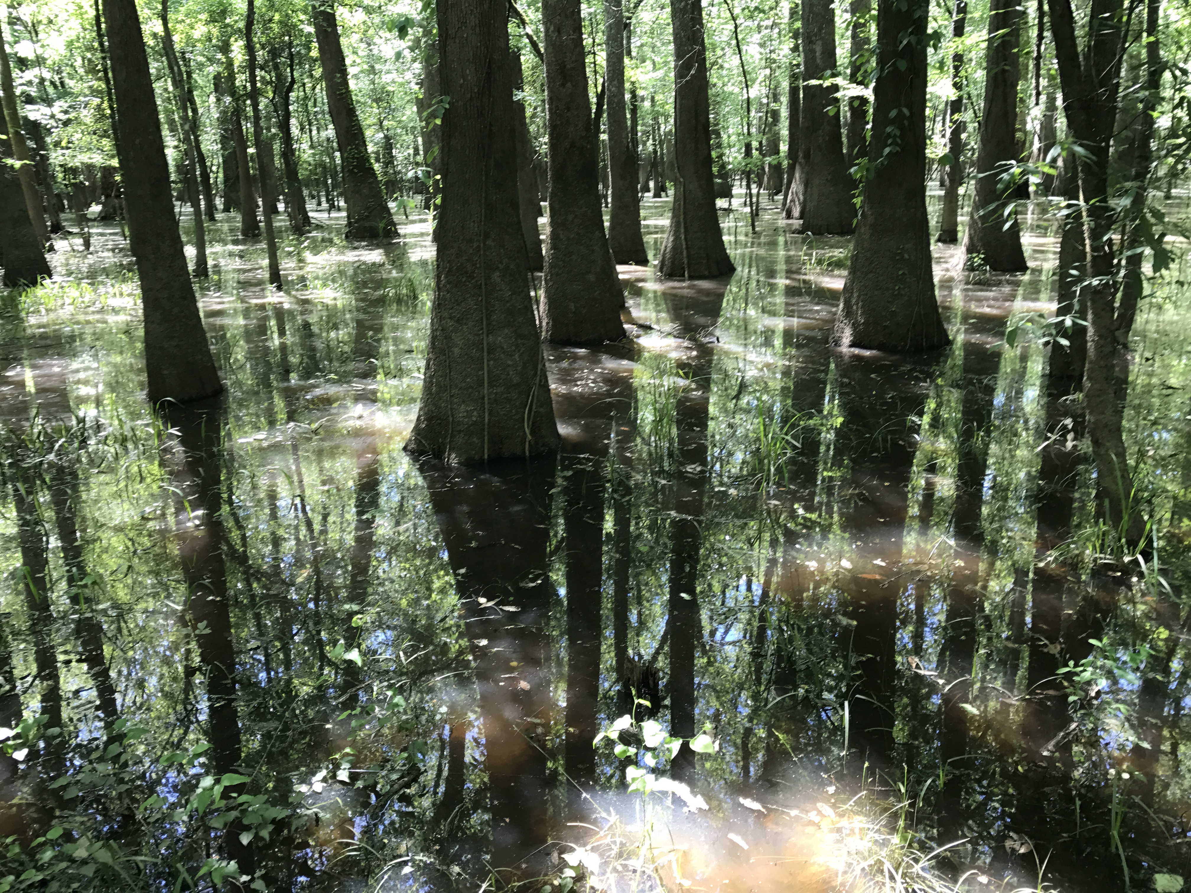 Shaded Swamp From Boardwalk Trail In Congaree National Park
