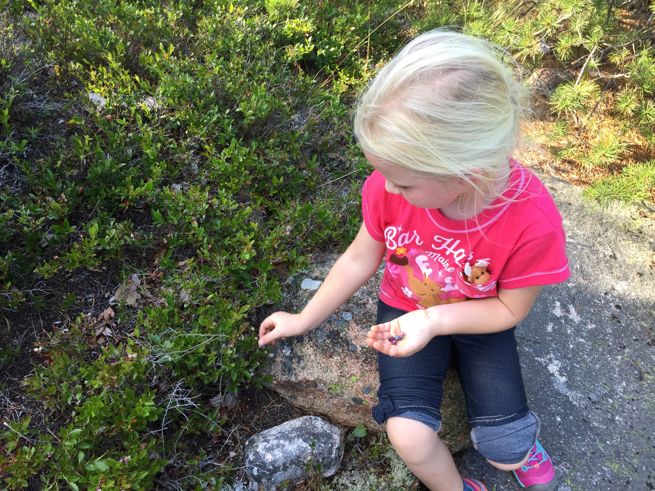Girl Picking Blueberries Schoodic Peninsula Acadia National Park