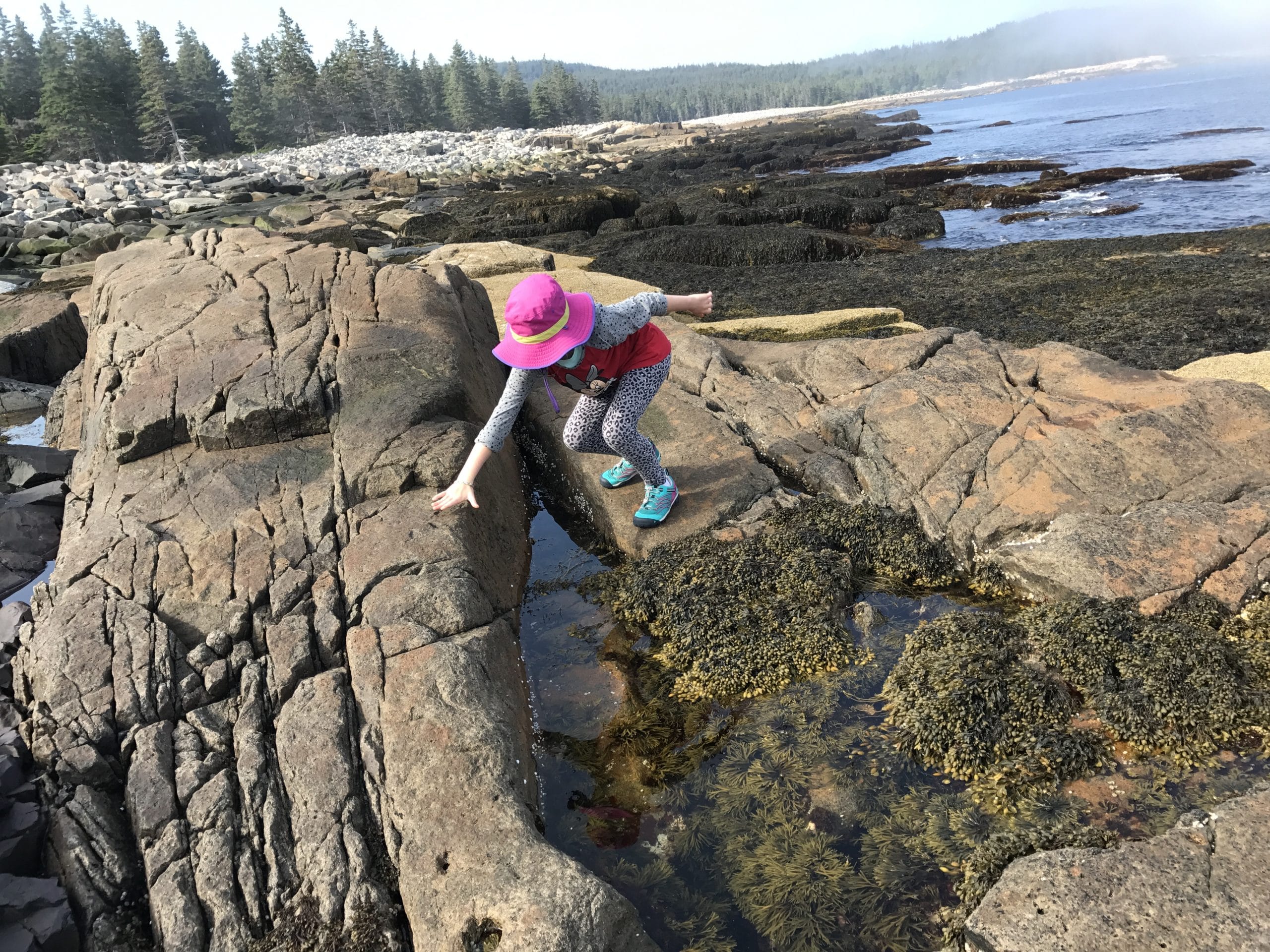 A Girl Is Tide Pooling At Schoodic Point In The Schoodic Peninsula