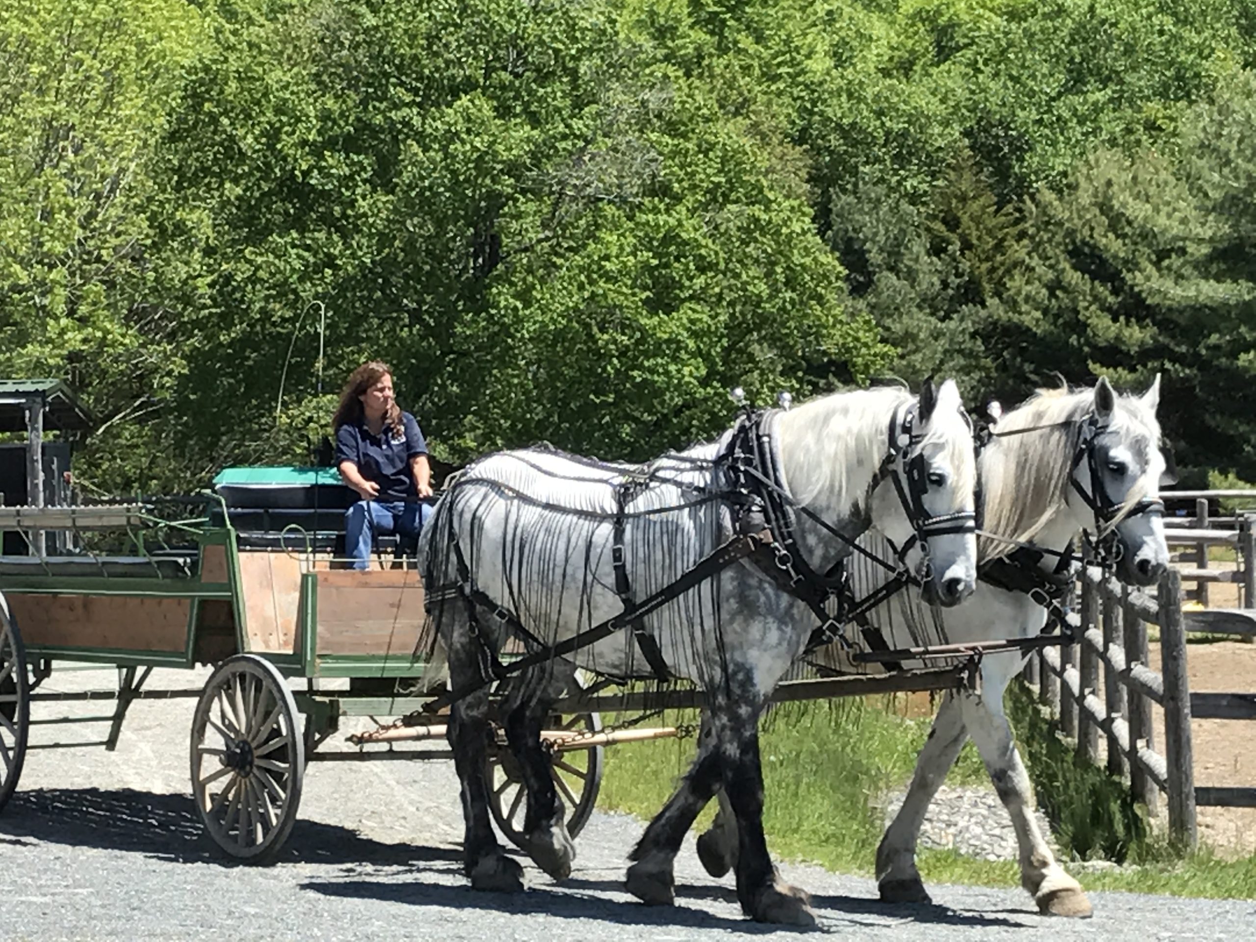 Horse Carriage Ride Unique Things To Do In Acadia National Park