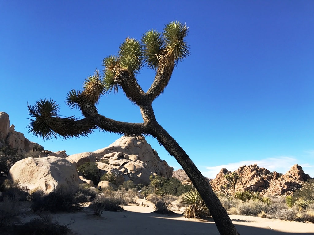 Joshua Tree And Rocks Best National Parks To Visit In Winter