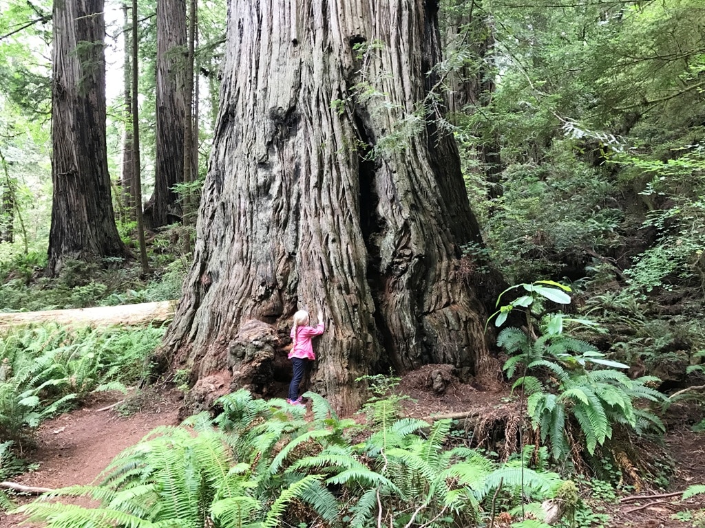 Girl And Tree In The Redwoods Best National Parks To Visit In Winter