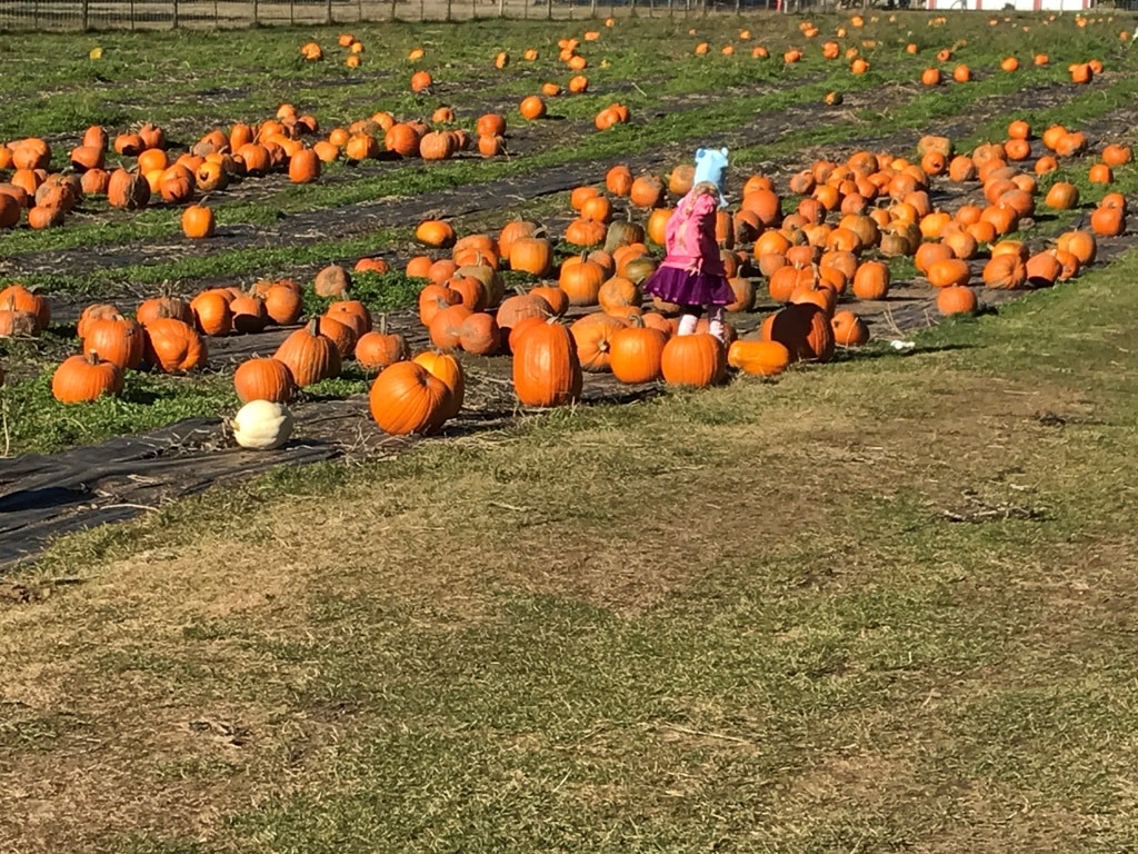 RV Halloween Camping Activities Girl In Local Pumpkin Patch