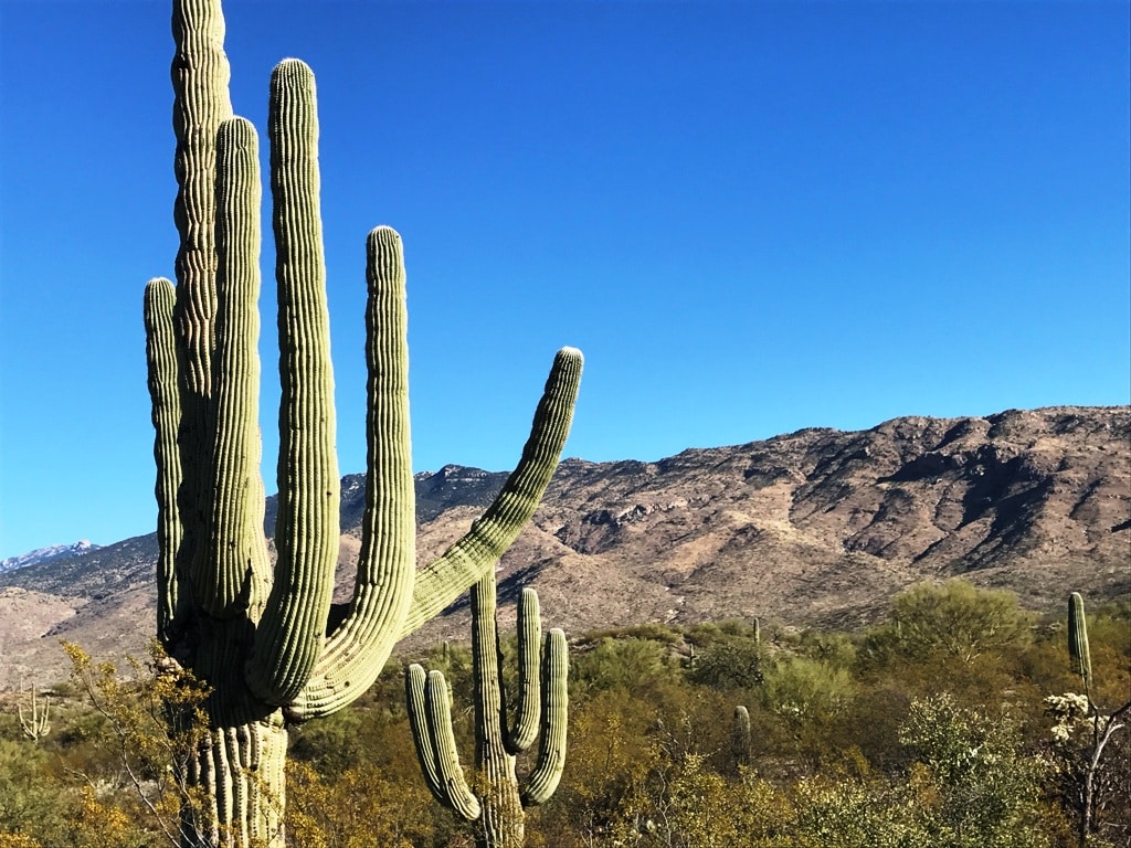 Saguaro Cactus And Mountains Warmest National Parks To Visit In Winter