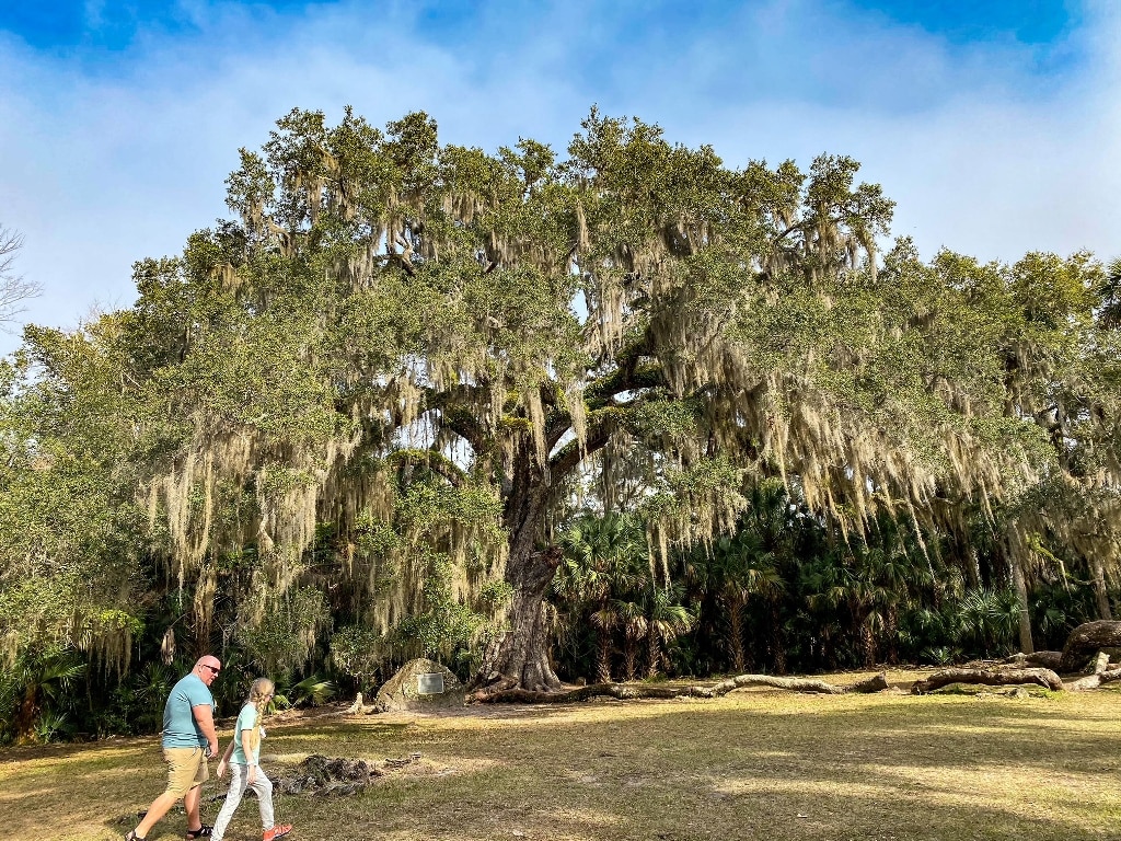 Family Hiking By Live Oak Tree Complete Guide To Hike Florida