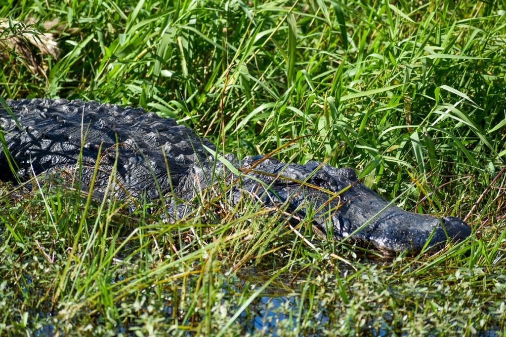 Alligator On Hiking Trail Complete Guide To Hike Florida