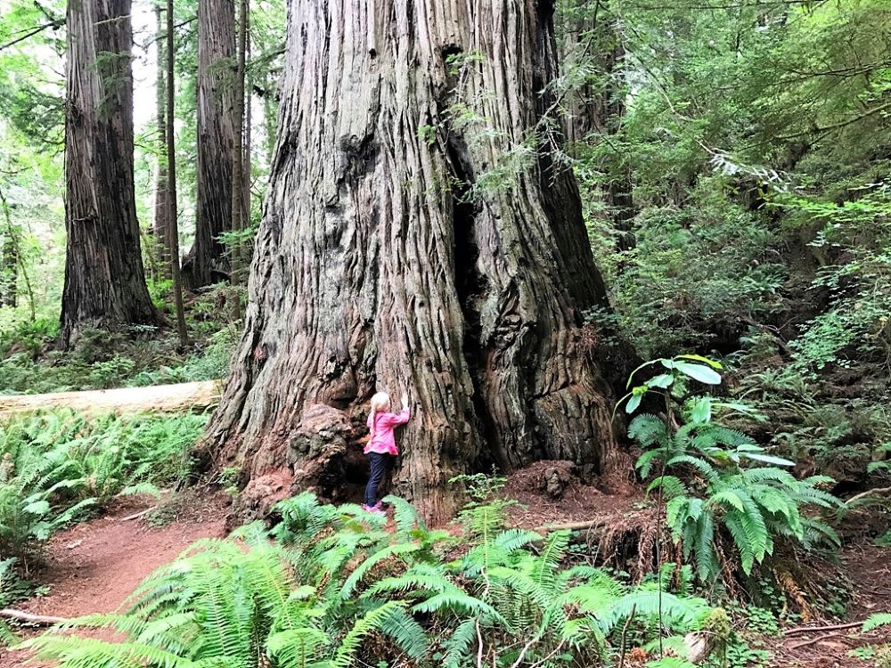 Girl hugging redwood tree - national parks without reservations